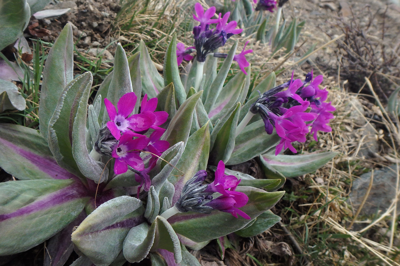 Изображение особи Primula turkestanica.