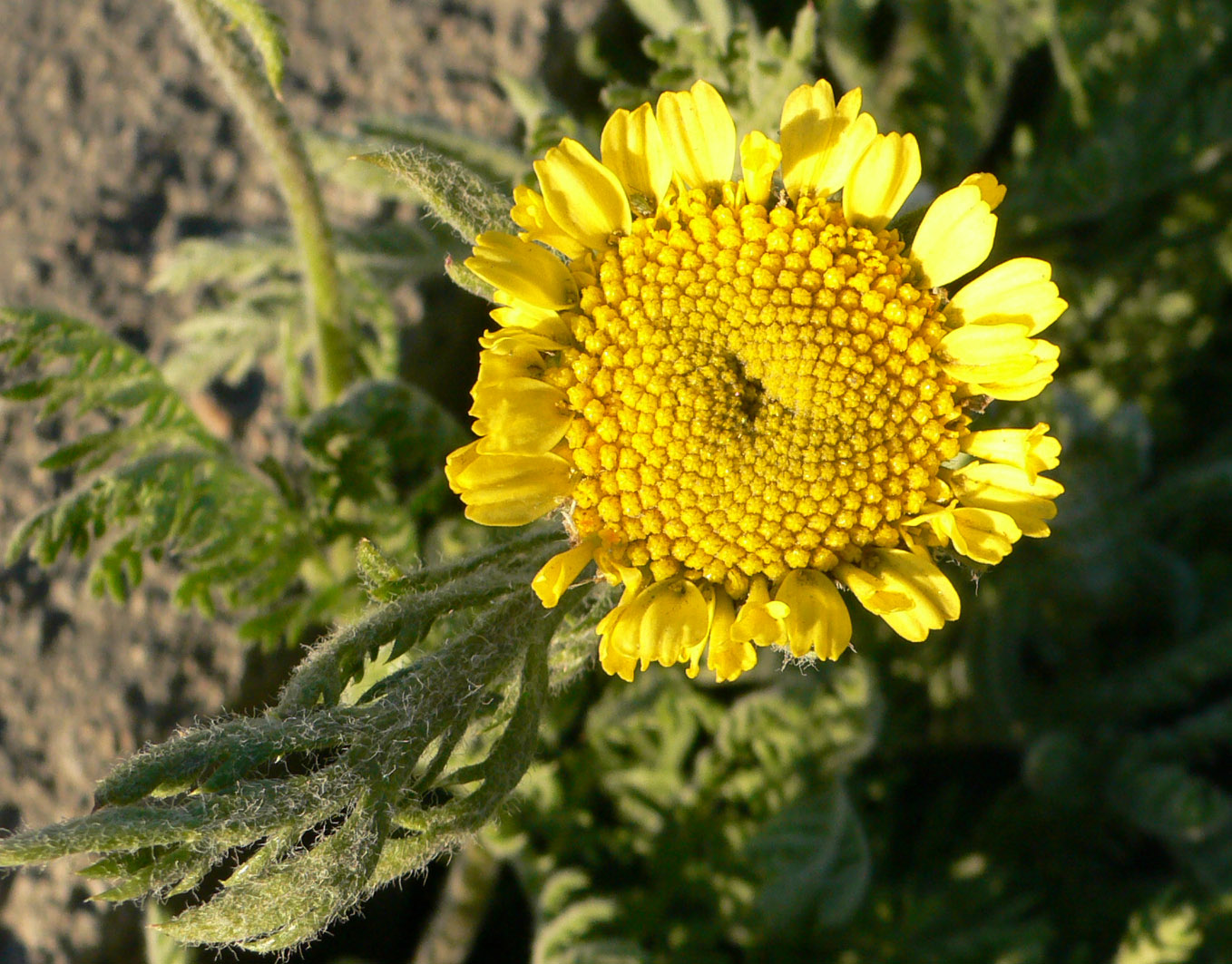 Image of Tanacetum bipinnatum specimen.