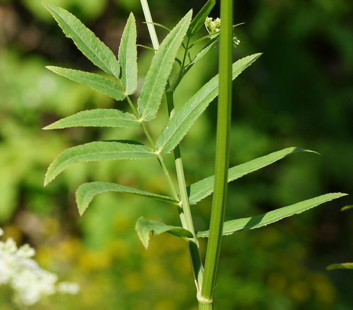 Изображение особи Sium latifolium.