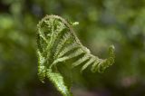 Dryopteris filix-mas