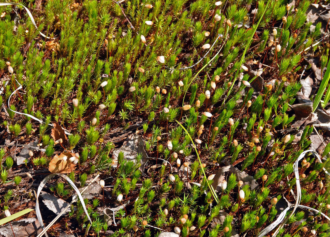 Изображение особи Polytrichum strictum.