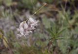 Silene graminifolia. Соцветие. Республика Алтай, Кош-Агачский р-н, Северо-Чуйский хребет, берег р. Актру. 14.08.2018.