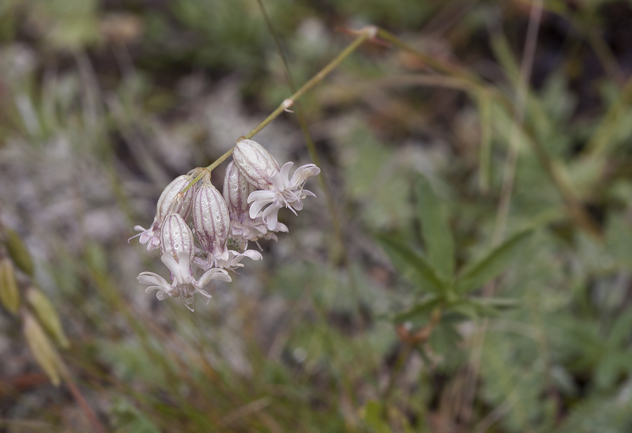 Image of Silene graminifolia specimen.