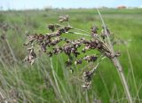 Juncus acutus