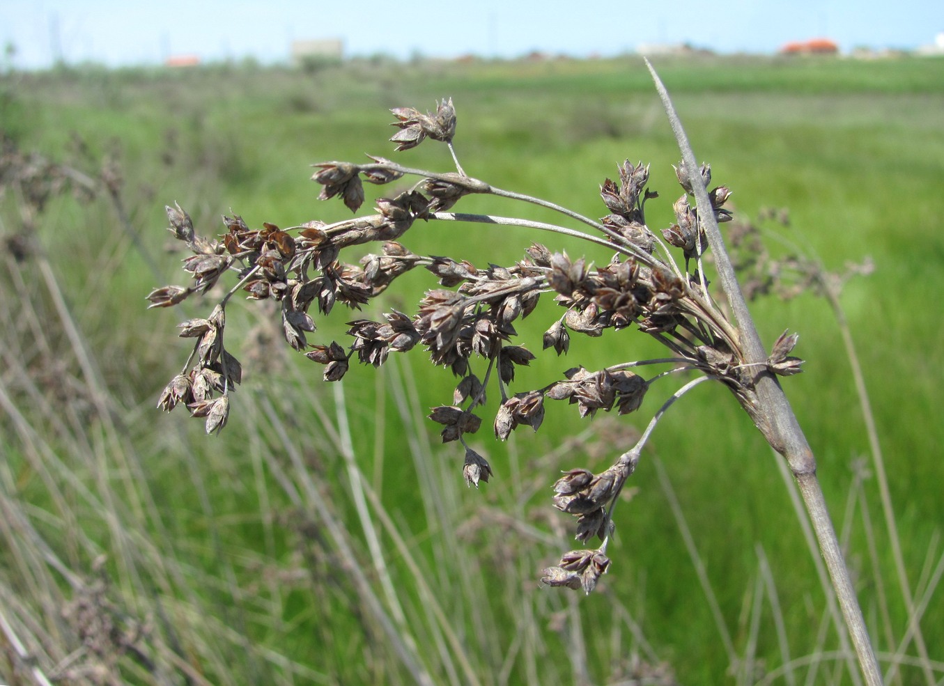 Изображение особи Juncus acutus.