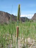 Typha minima. Верхушка цветущего растения. Казахстан, Сев. Тянь-Шань, пойма р. Чарын на входе в хр. Торайгыр, урочище Куртогай. 4 мая 2018 г.