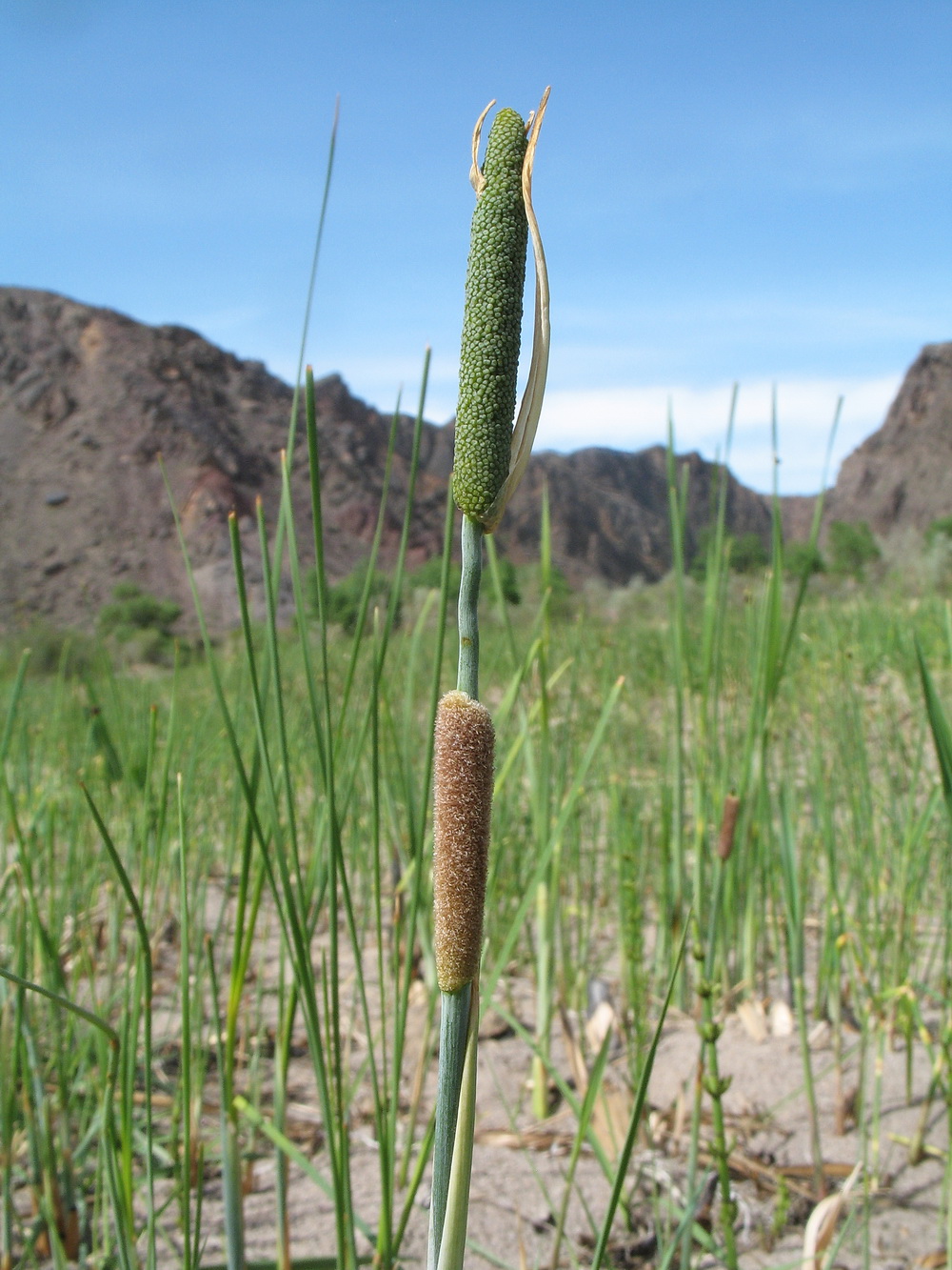 Изображение особи Typha minima.