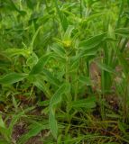 Inula britannica