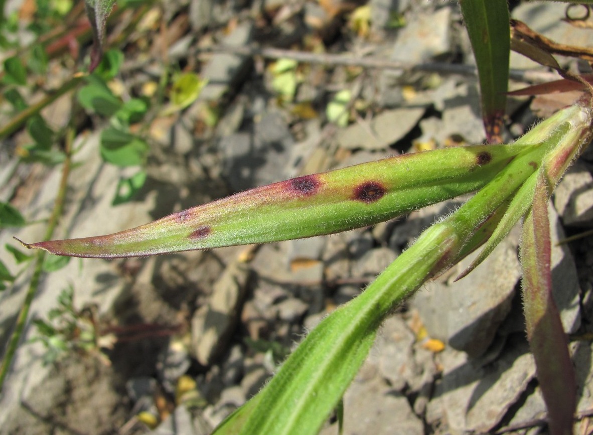 Image of Dianthus armeria specimen.