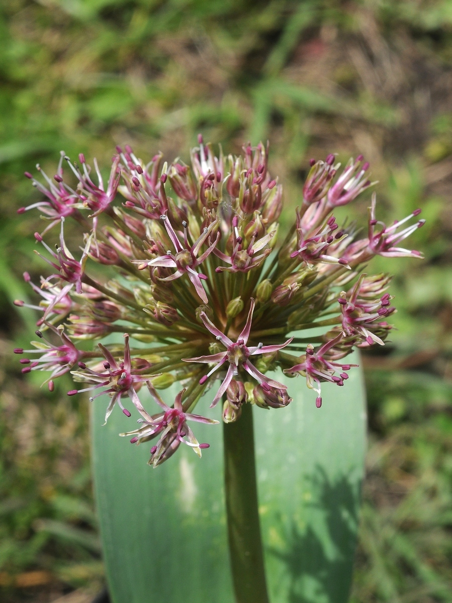 Изображение особи Allium nevskianum.