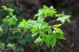 Staphylea colchica