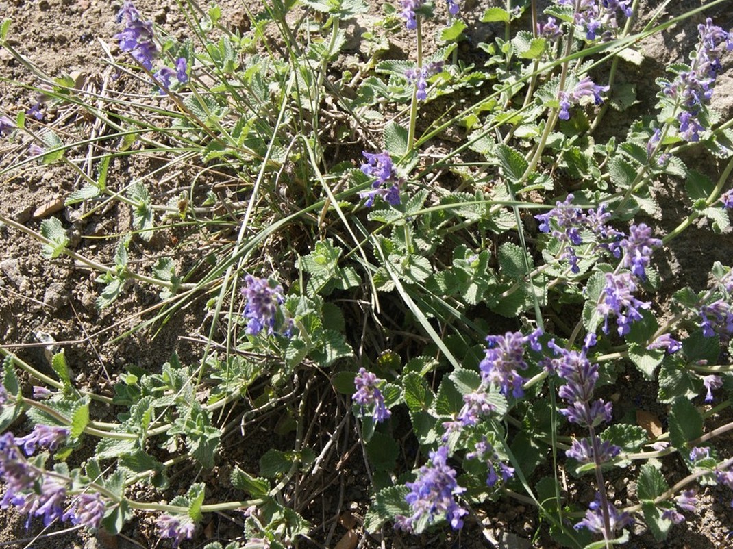 Изображение особи Nepeta mussinii.