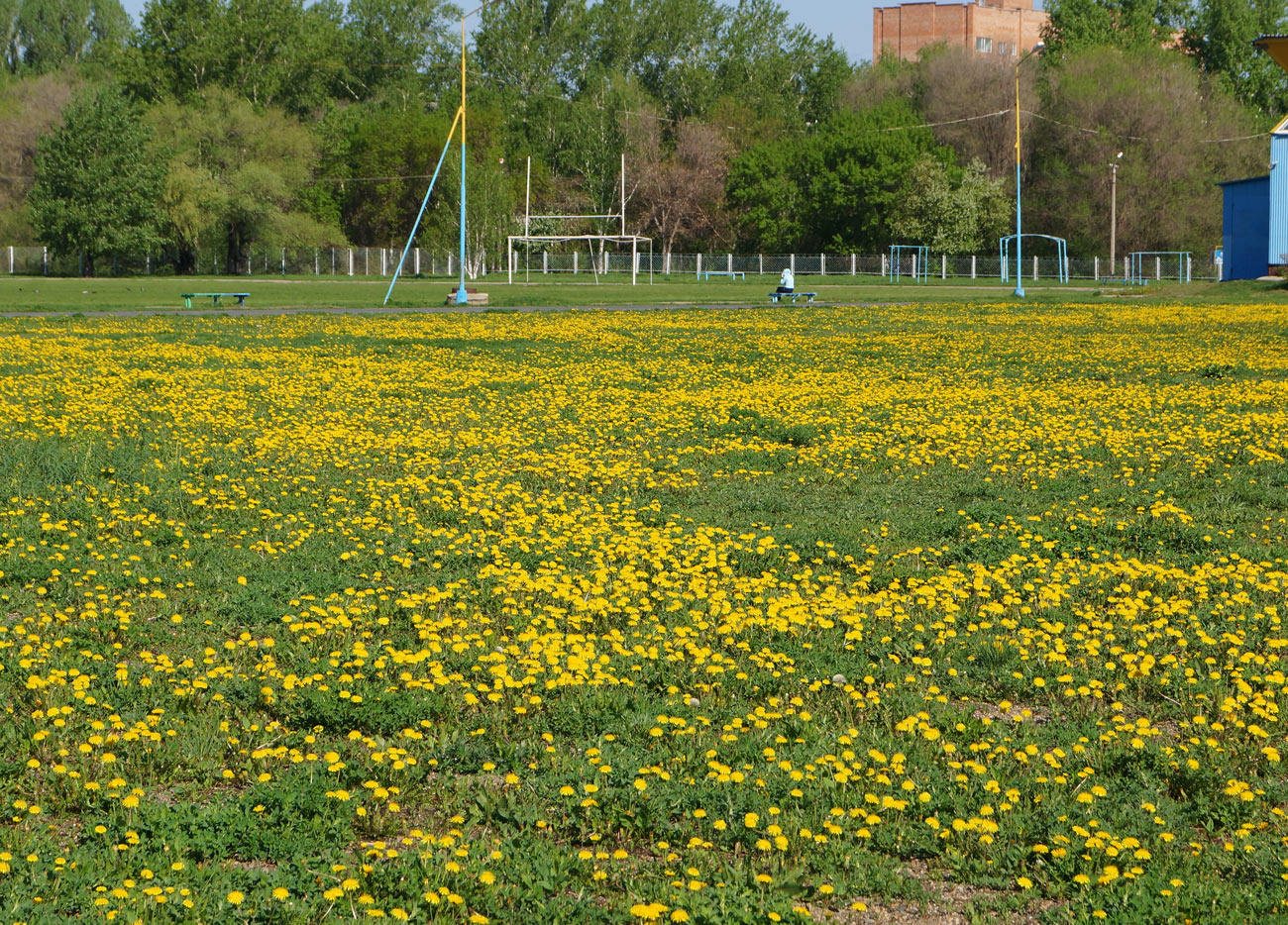 Изображение особи Taraxacum officinale.