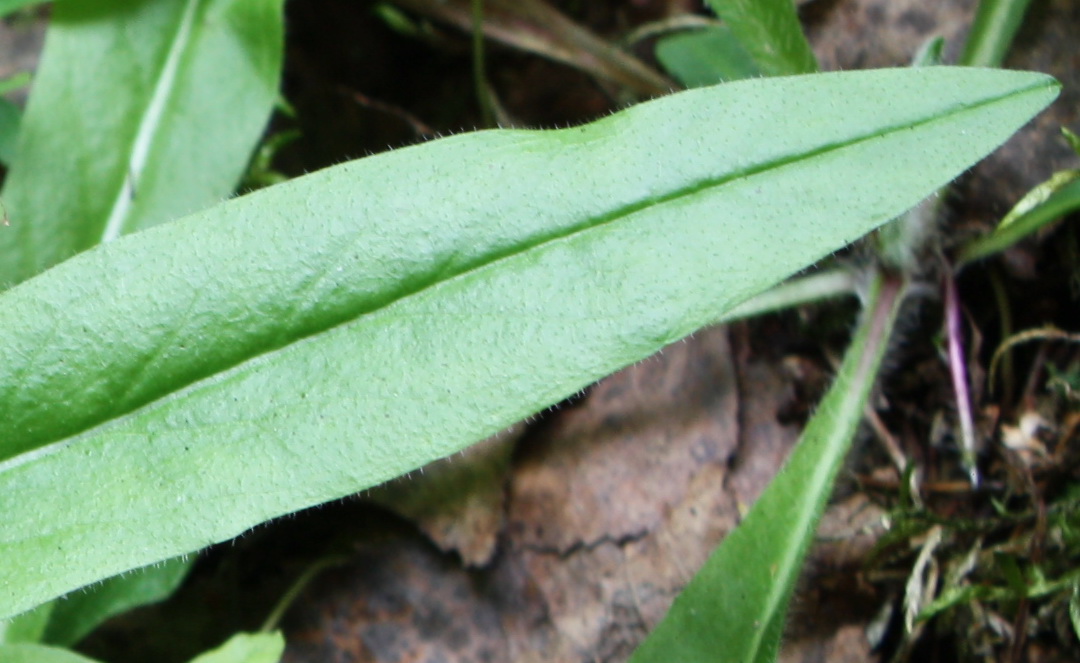 Image of Pilosella onegensis specimen.