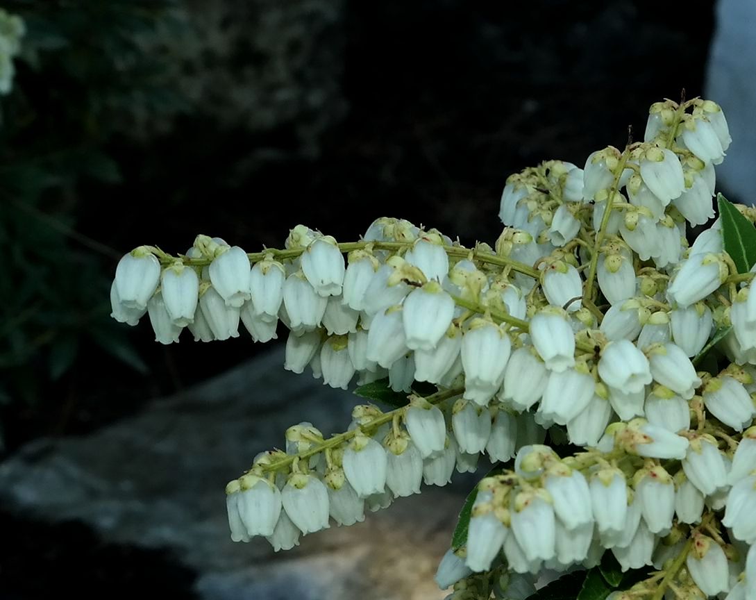 Image of Pieris japonica specimen.