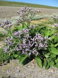 Limonium vulgare