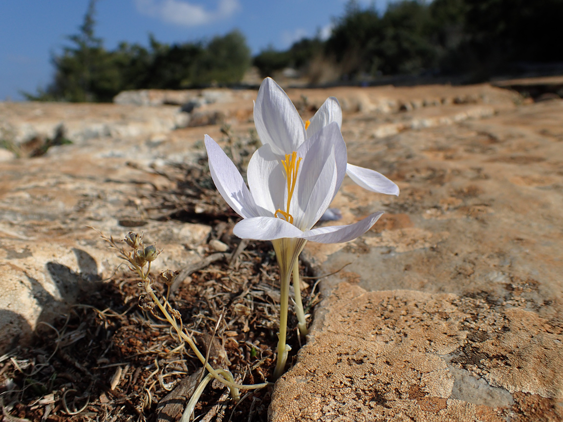 Image of Crocus laevigatus specimen.