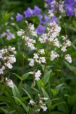 Penstemon digitalis