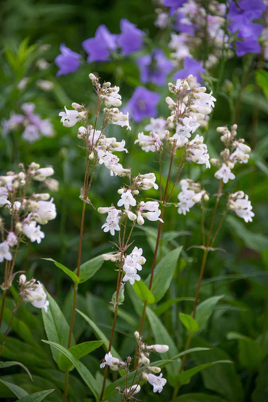 Изображение особи Penstemon digitalis.