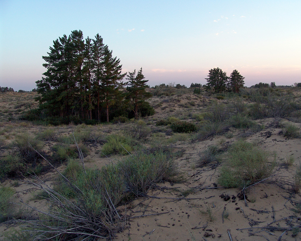 Image of Pinus sylvestris specimen.