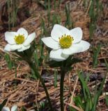 Anemonastrum sibiricum. Верхушки цветущих побегов. Магаданская обл., г. Магадан, окр. мкр-на Солнечный, истоки р. Магаданка, приснежная лужайка в распадке. 12.06.2017.