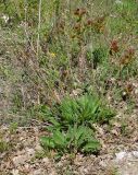 Centaurea jacea ssp. substituta