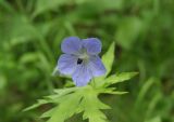 Geranium erianthum. Цветок. Камчатский край, Елизовский р-н, долина реки Авача, лиственный лес. 29.06.2017.