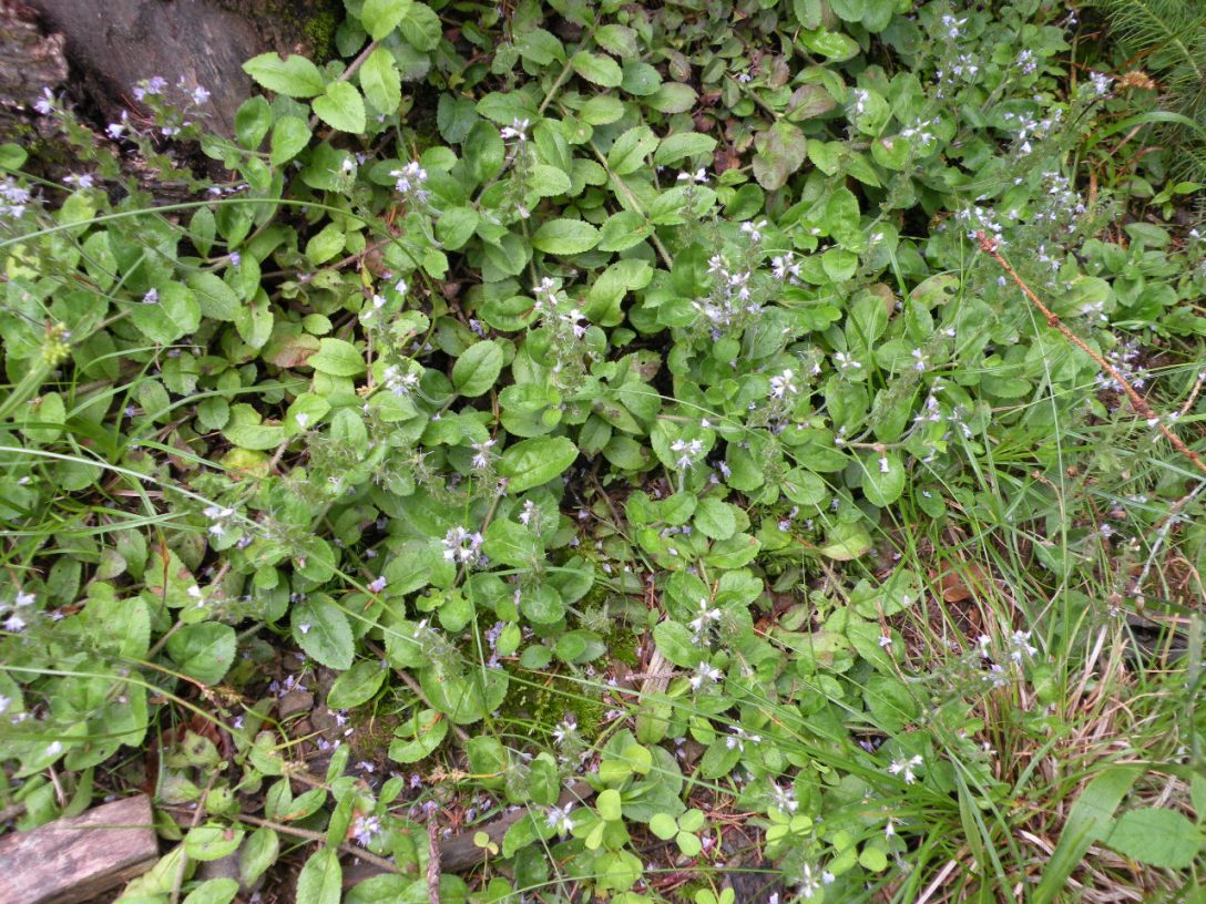 Image of Veronica officinalis specimen.