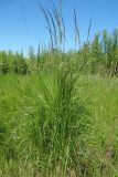 Calamagrostis canescens