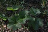 Rubus chamaemorus. Листья. Санкт-Петербург, Выборгский р-н, парк «Сосновка», заболоченный участок соснового леса. 12.06.2019.