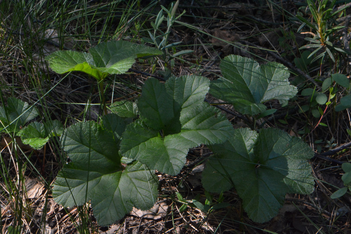 Изображение особи Rubus chamaemorus.