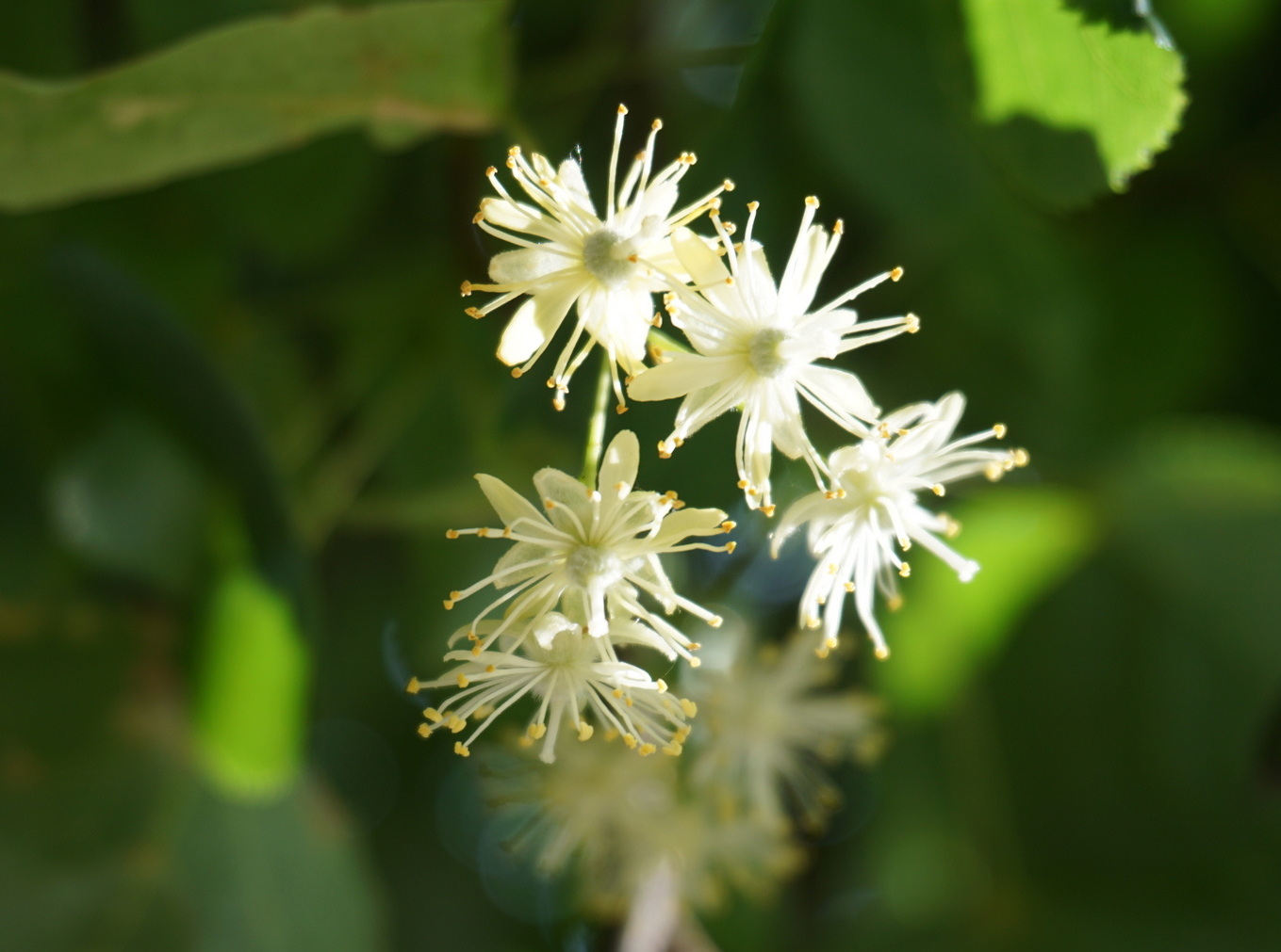 Изображение особи Tilia cordata.