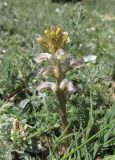 Orobanche cumana. Цветущее растение (паразитирует на Artemisia sp.). Дагестан, Докузпаринский р-н, окр. с. Мискинджа, каменистое дно горной балки. 4 июня 2019 г.