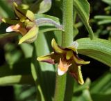 Epipactis veratrifolia