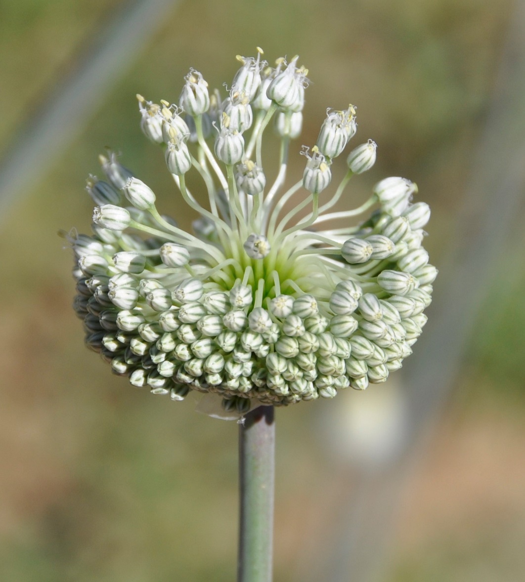 Изображение особи Allium willeanum.