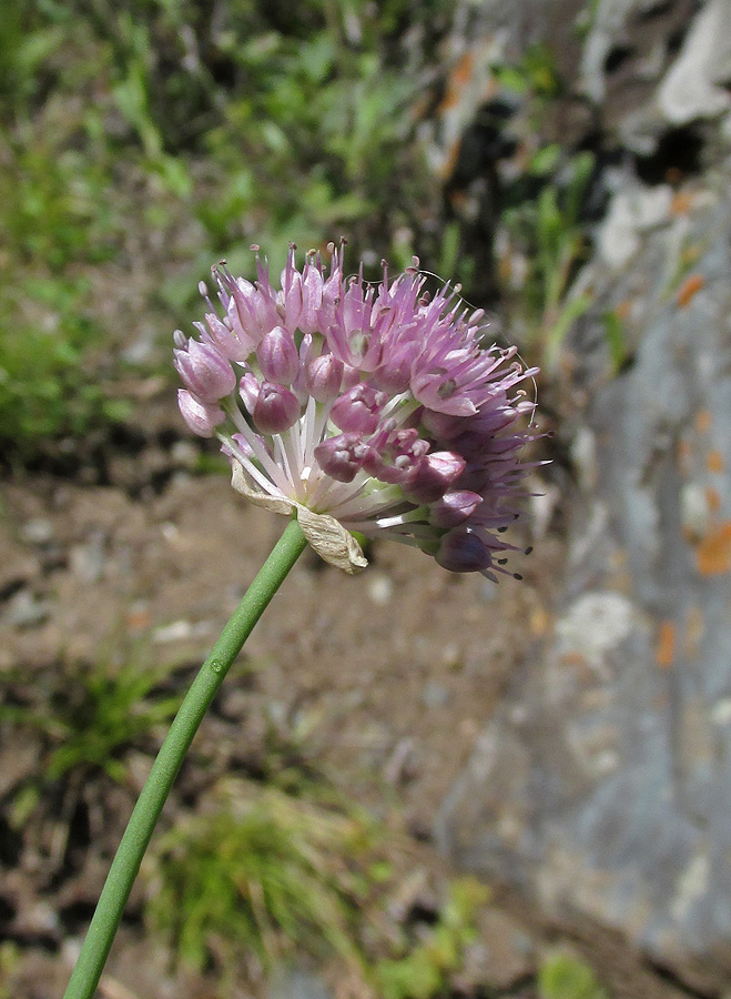 Image of Allium strictum specimen.