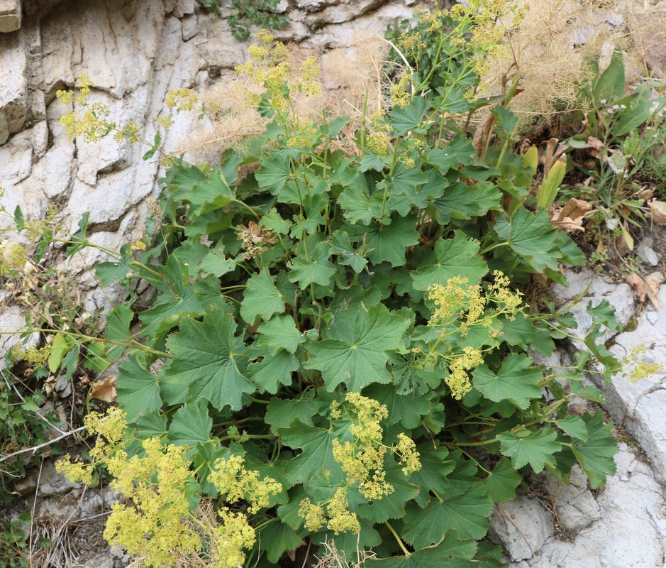 Изображение особи Alchemilla persica.