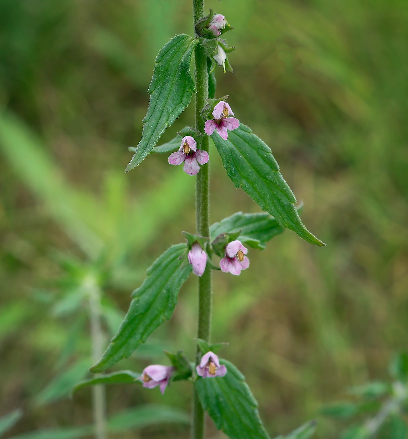 Изображение особи Odontites vulgaris.