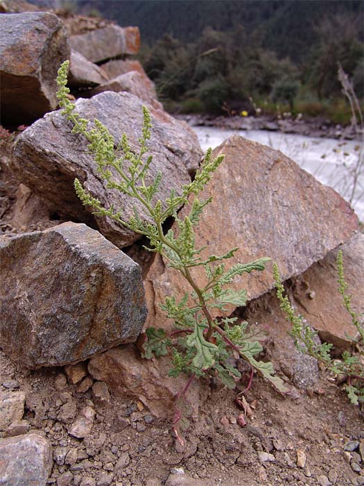 Image of Dysphania botrys specimen.