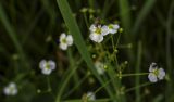 Alisma plantago-aquatica. Часть соцветия с питающейся мухой. Пермский край, г. Пермь, Кировский р-н, заброшенный песчаный карьер, сырой луг вдоль озера. 21.08.2019.