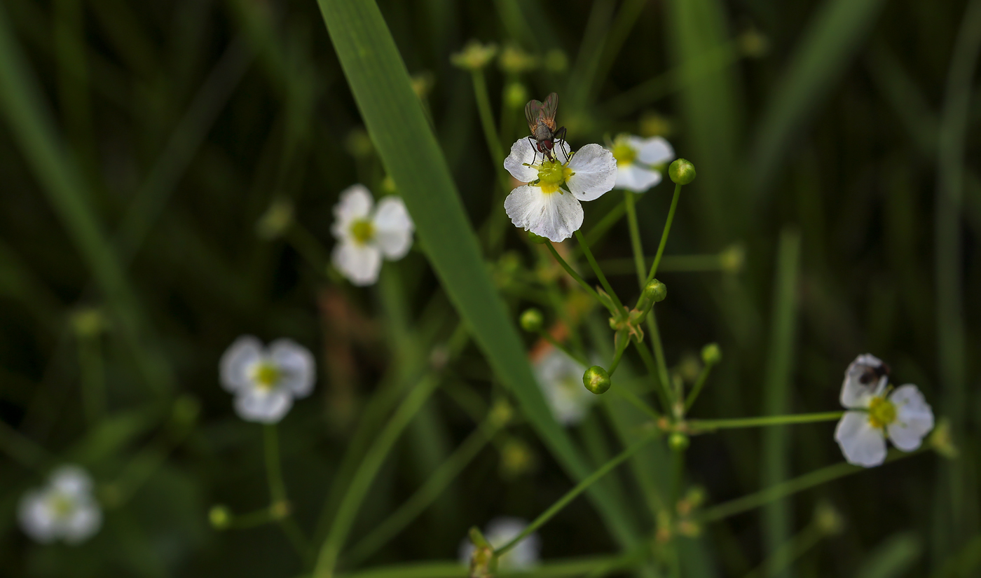 Image of Alisma plantago-aquatica specimen.