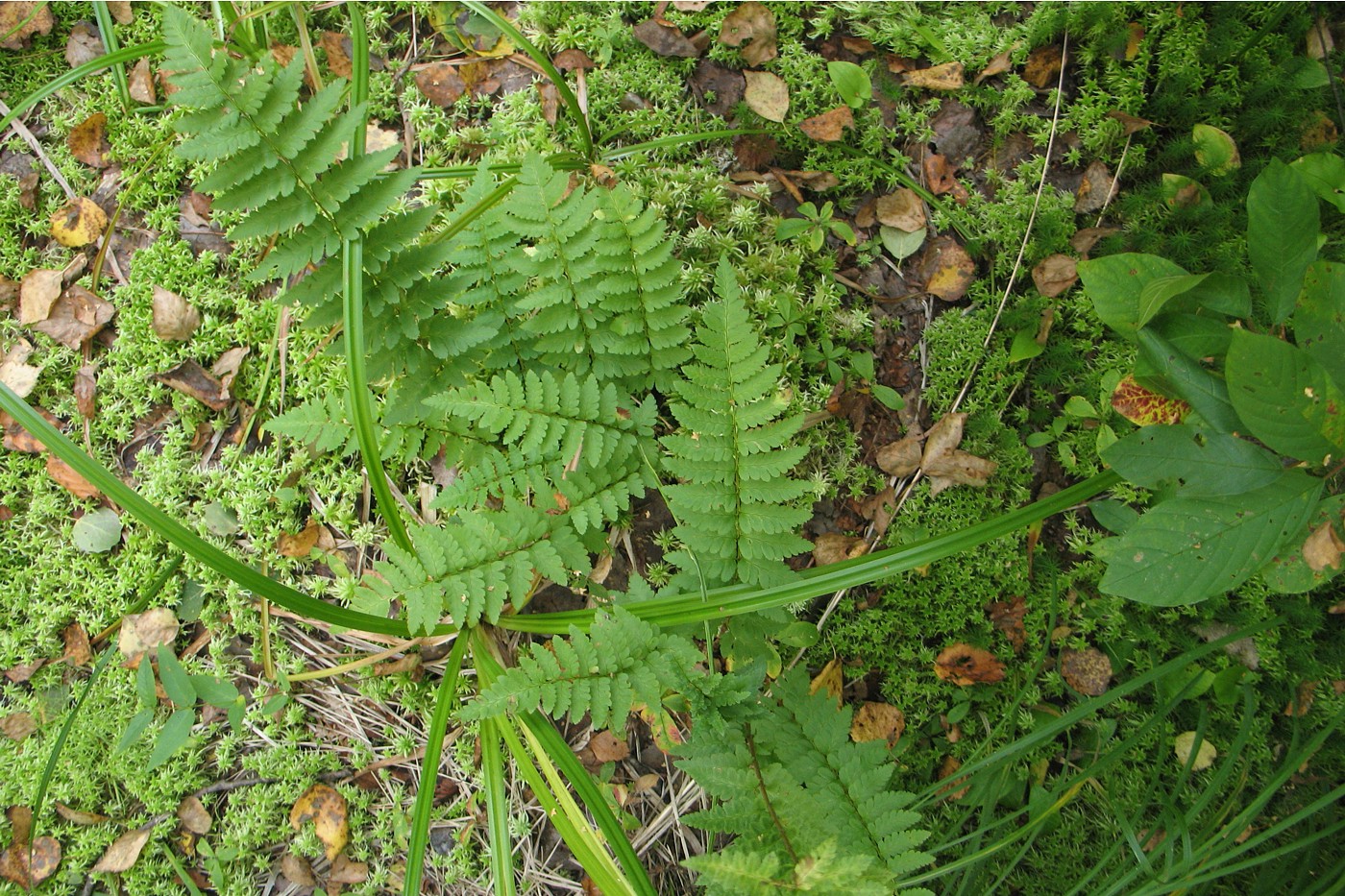 Image of Dryopteris cristata specimen.