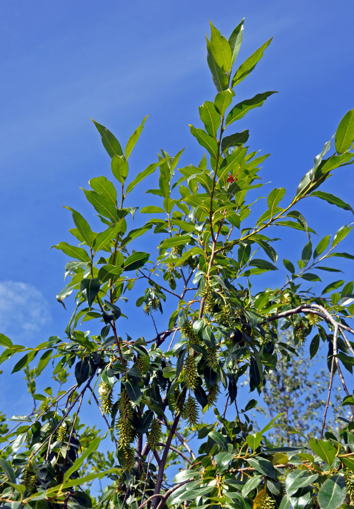 Image of Salix pentandra specimen.