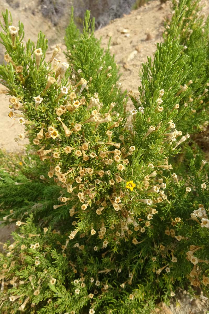 Image of Fabiana viscosa specimen.