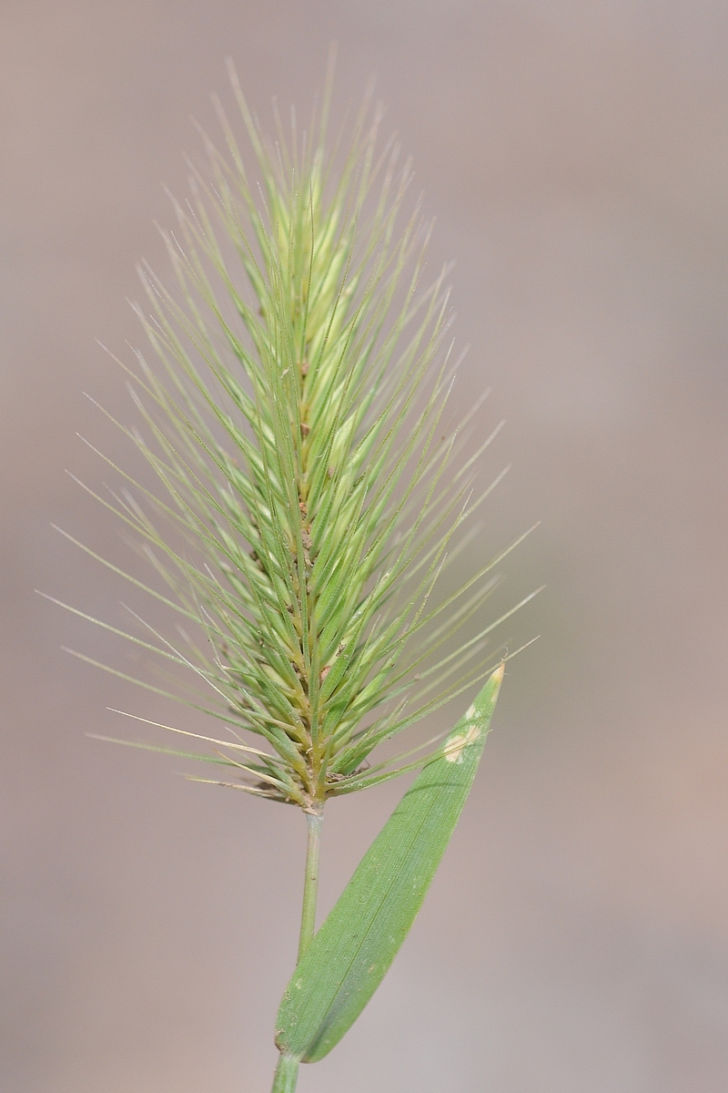 Изображение особи Hordeum geniculatum.