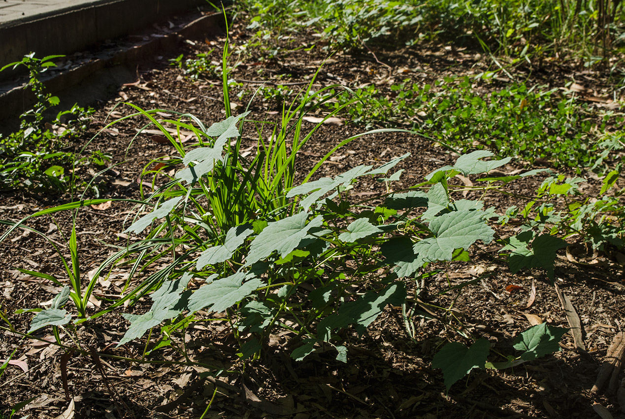 Изображение особи семейство Vitaceae.