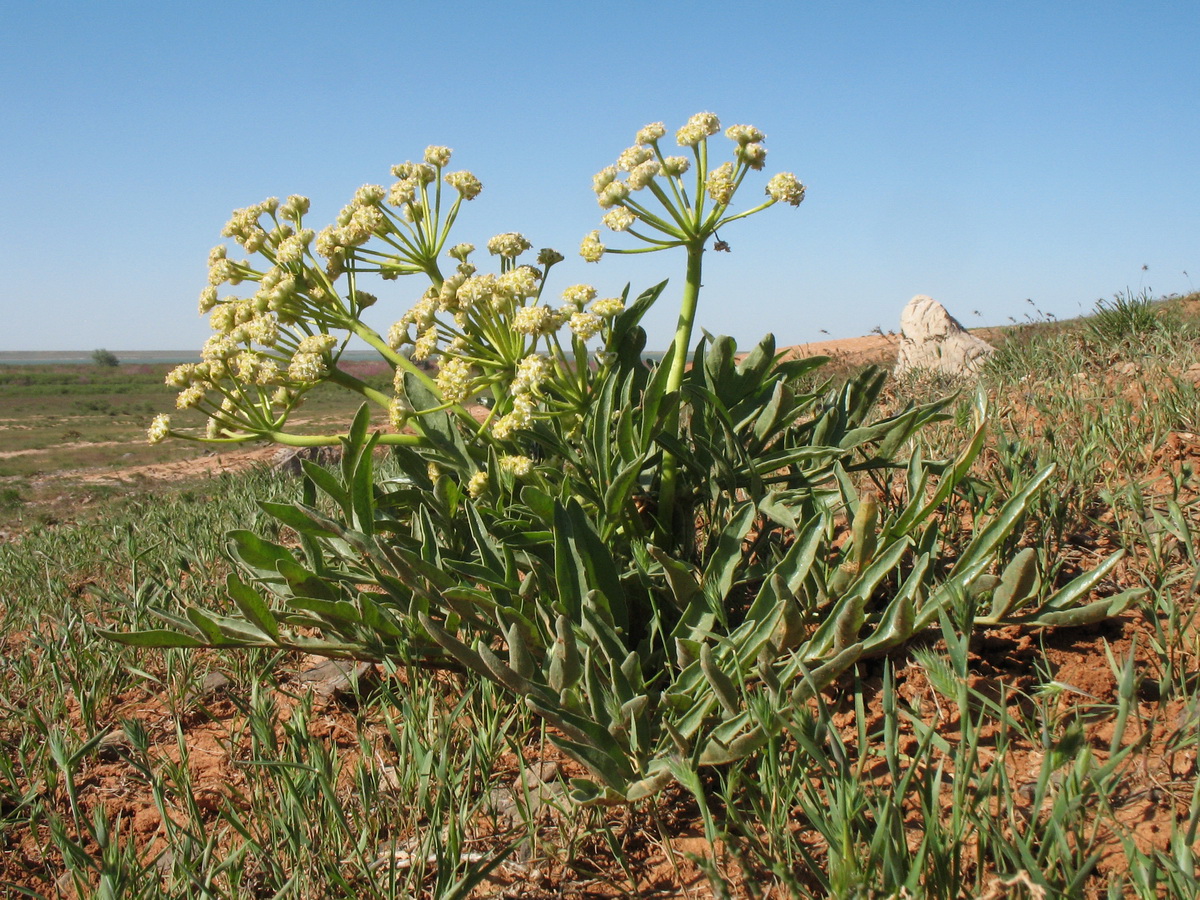 Image of Ferula foetida specimen.