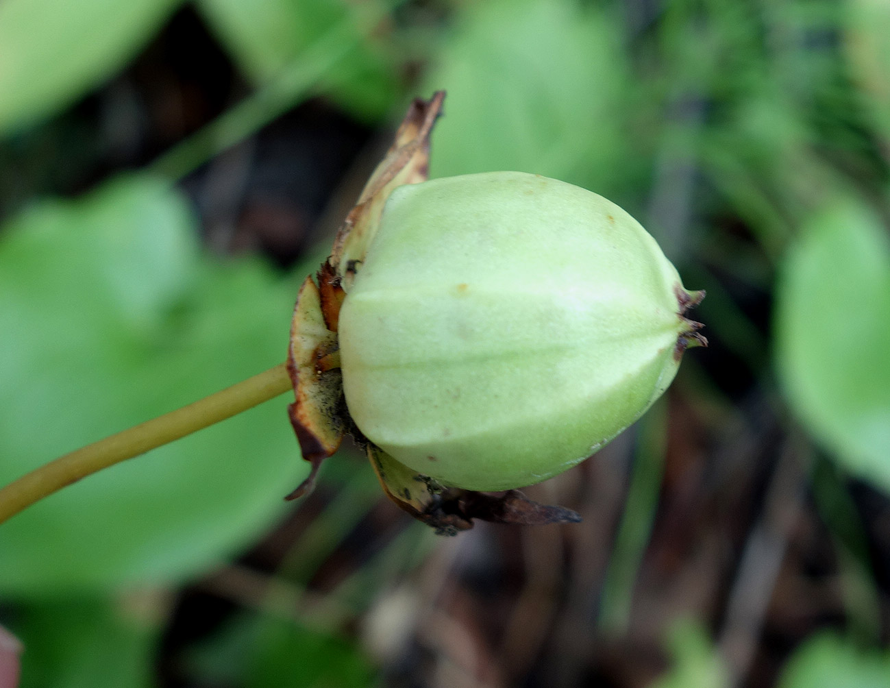 Изображение особи Trillium tschonoskii.