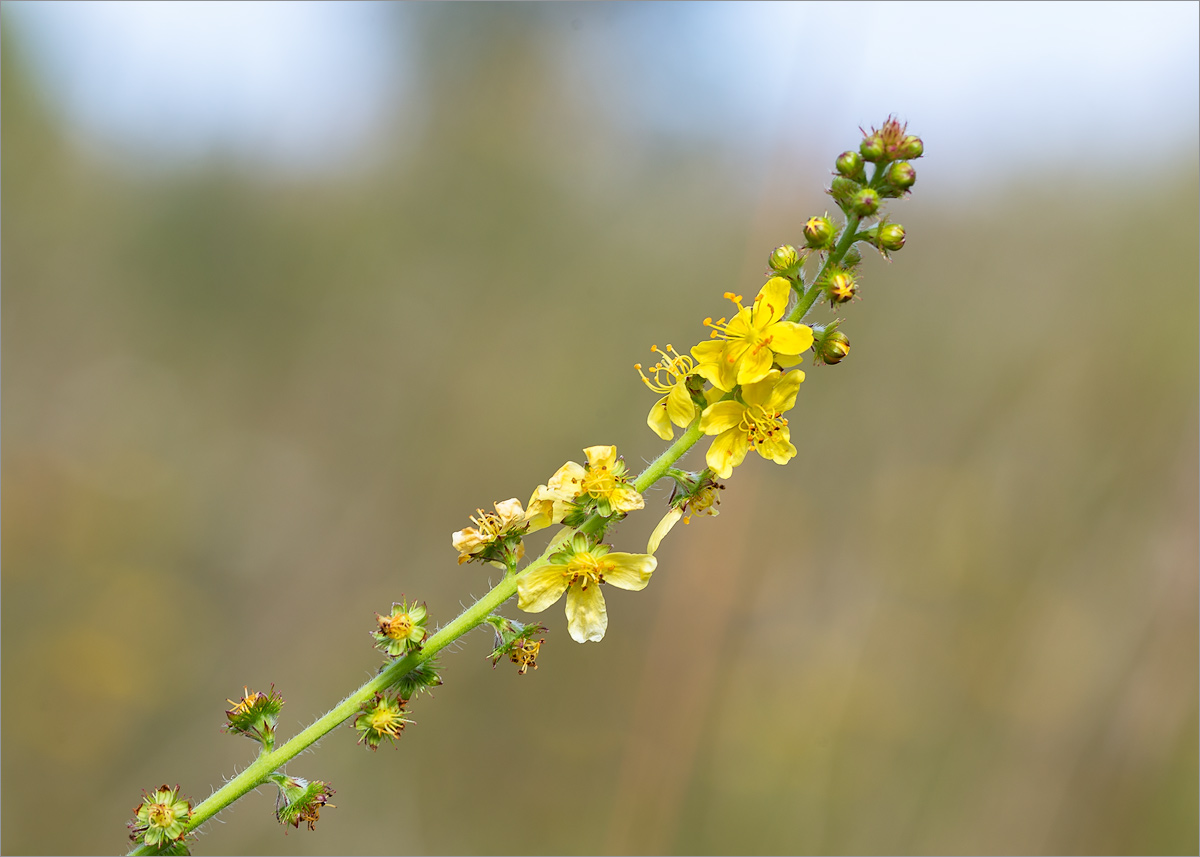 Image of Agrimonia pilosa specimen.