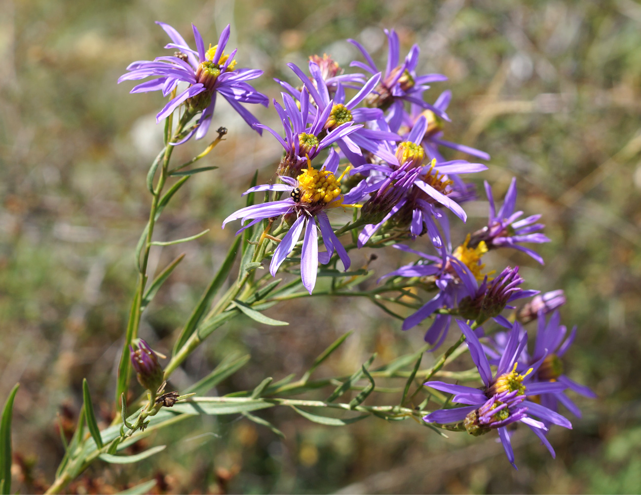 Изображение особи Galatella coriacea.